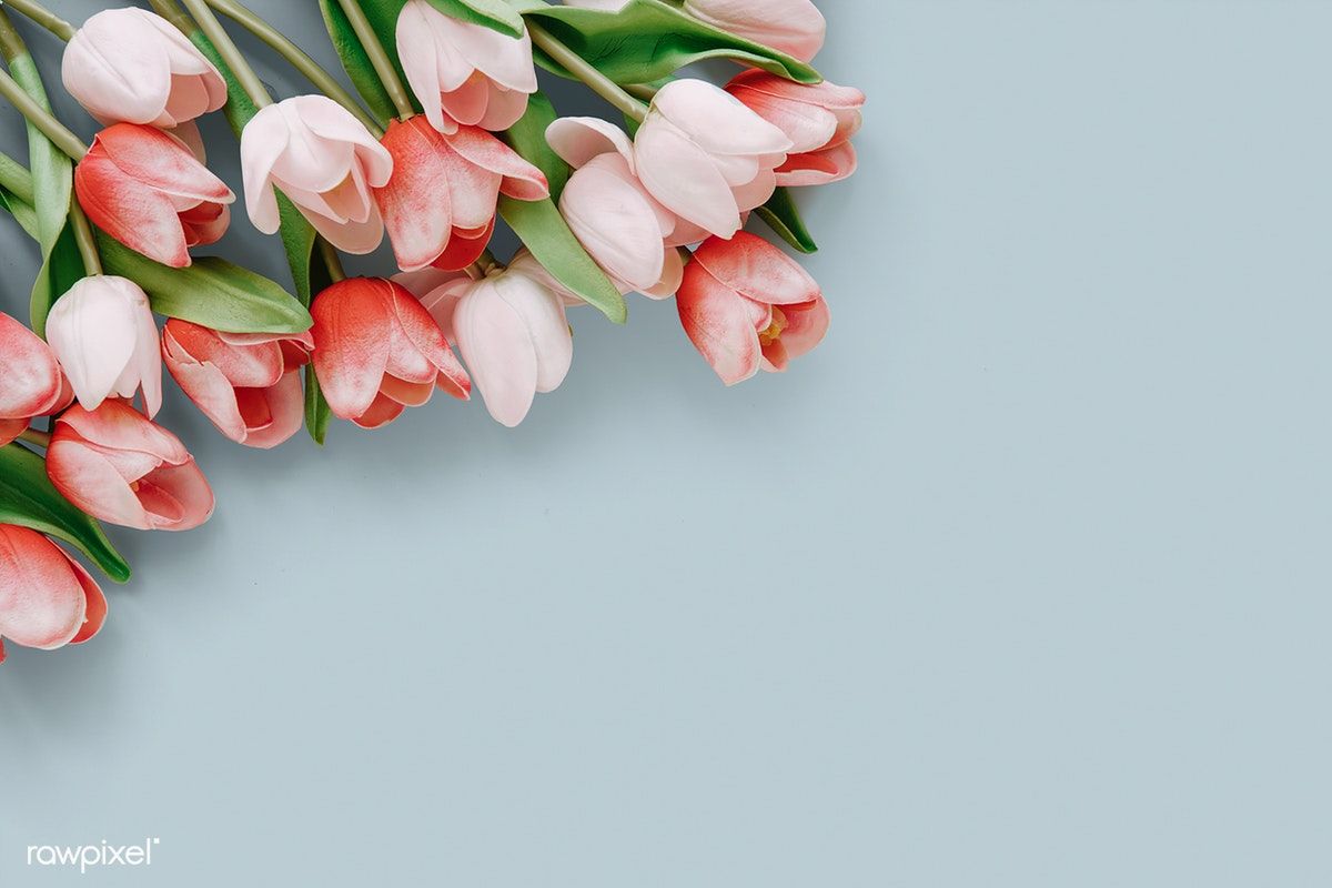 Fond d'écran Tulipes